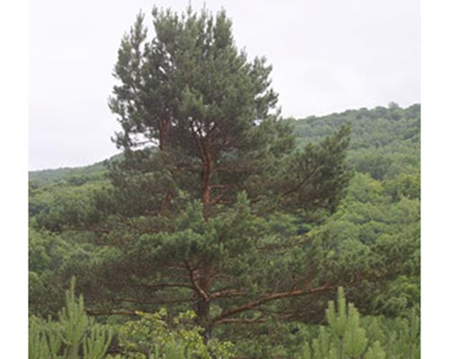 Scots pine